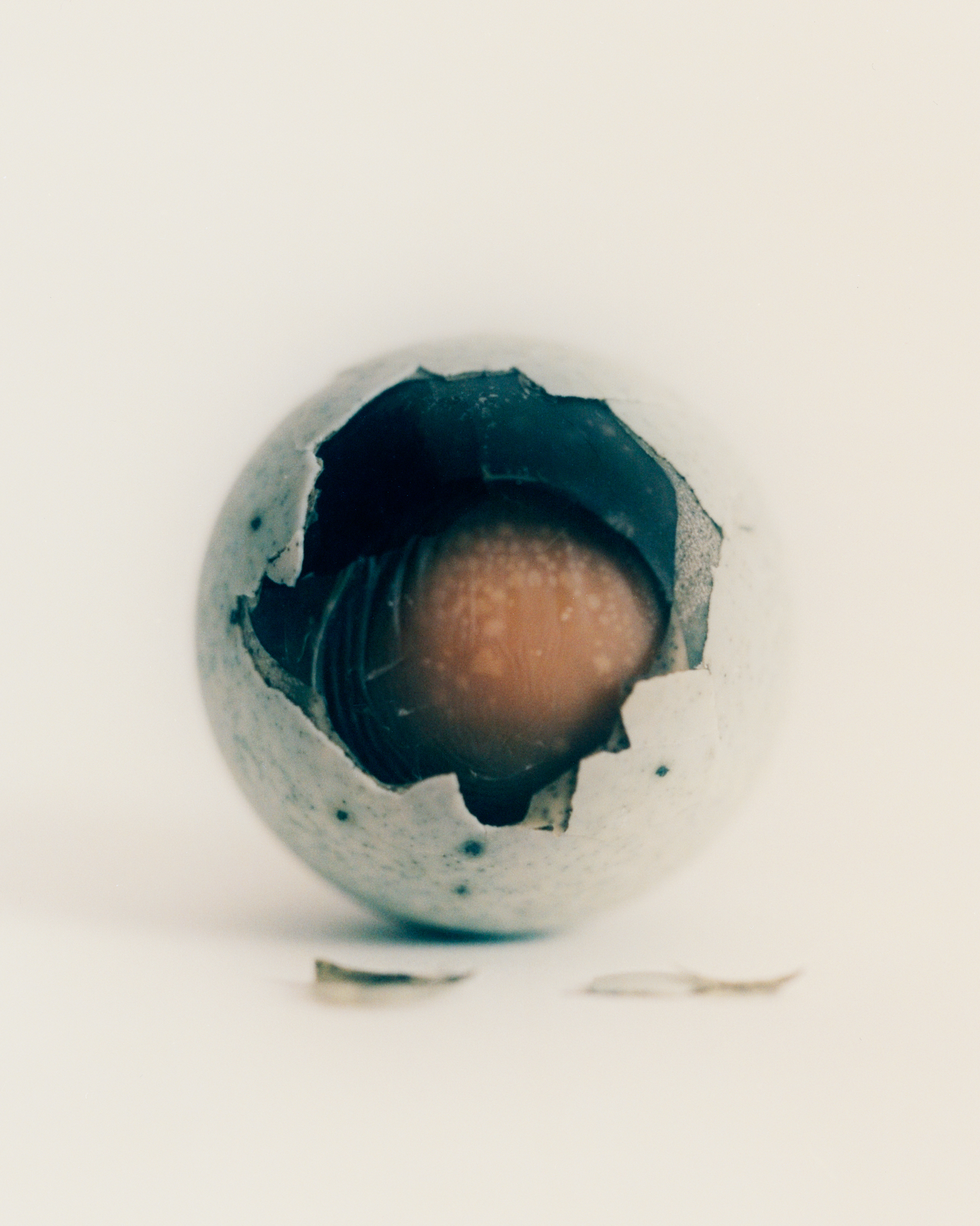 EGG-COMBO-1